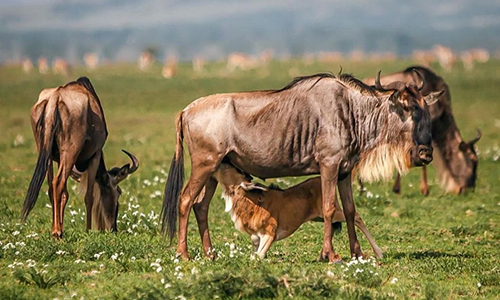 5 Day Serengeti Safari from Zanzibar Island: First Choice 2025